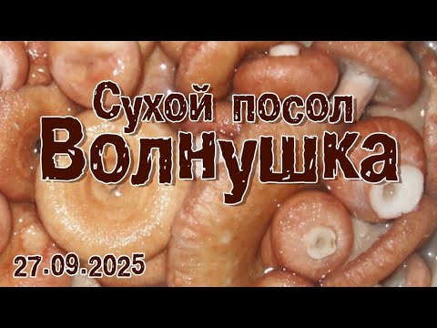 Видео: "Волнушка" (сухой посол).