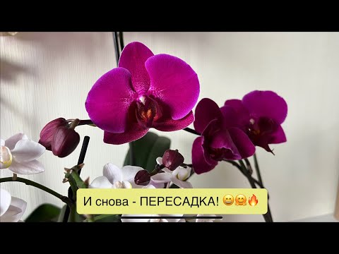 Видео: Азиатские подростки, голландские отцветашки, цветущие орхидеи - ПЕРЕСАДКА!😤🥲💪🏻