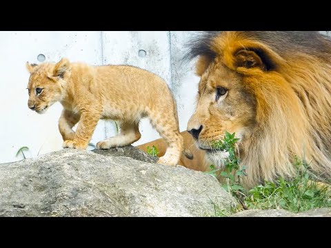 Видео: Лев-папа Эрс смотрит на львят — тоже хочет играть!🦁💖