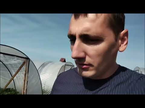 Видео: Сорт клубники Априка, выращивание в Адыгее под плёночными укрытиями.