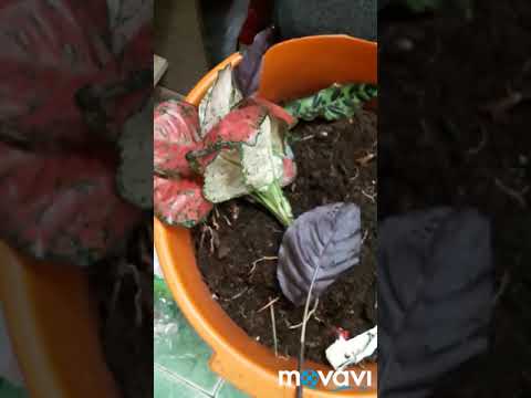 Видео: Мен гүлдерді қайдан аламын...😊😊😊