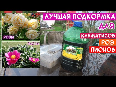 Видео: Самая ЛУЧШАЯ и ПРОСТАЯ подкормка Роз, Пионов, Клематисов! Для пышного и долгого цветения!