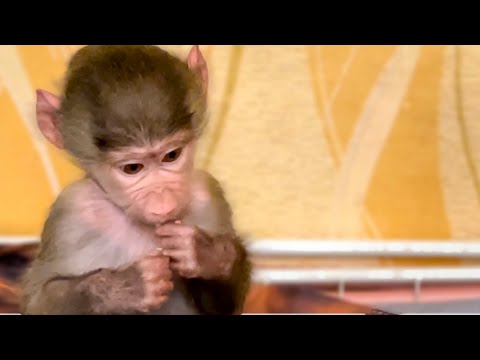 Видео: РУГАЮСЬ на Люську СТРАШНО! Она достала весь спрятанный шоколад !