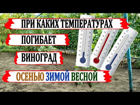 Видео: 🍇 При каких температурах ПОГИБАЕТ ВИНОГРАД зимой, весной, осенью? Критические температуры.