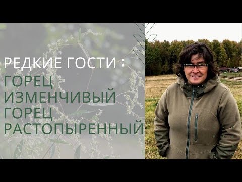 Видео: Редкие гости : горец изменчивый и горец растопыренный /Наталья Самойленко/