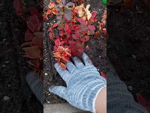 Видео: Черенки устанавливаю в череночник на улице.