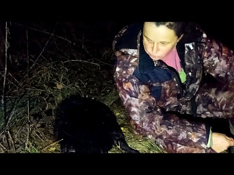 Видео: Охота на бобра по первому льду 22.10.23  .  Бобры плавали под ногами ,  а я сидела и смотрела .