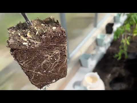Видео: Рассада посинела , пожелтела и засохла в ожидании посадки .Что в посадочной лунке? #рассада#нравится