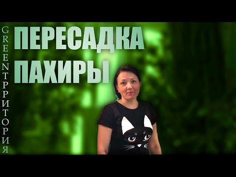 Видео: ПЕРЕСАДКА ПАХИРЫ - комнатные растения, обзор