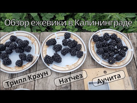 Видео: Ежевика есть как есть. Обзор трех сортов.