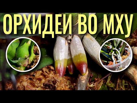 Видео: ❓КУПИЛИ ОРХИДЕЮ ВО МХУ - ЧТО ДАЛЬШЕ? ПОКАЗЫВАЮ  ⚡️РЕЗУЛЬТАТЫ. АДАПТАЦИЯ 100%, ЕСЛИ СДЕЛАТЬ ВСЕ ТАК!