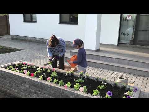 Видео: Сажаем в грунт: БРАХИКОМА, ЦЕЛОЗИЯ, ВЕРБЕНА, ПЕТУНИЯ