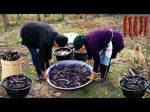 Видео: Самая полезная патока в мире - рожковое дерево | Увлекательное путешествие дедушки и бабушки