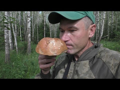 Видео: УШЁЛ В ЛЕС ПО ГРИБЫ! 🍄 СПАСИБО ЛЕСУ ЗА ЭТО! Грибы и лес!