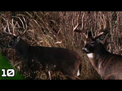Видео: Бунер на 8 ярдов, гигантский иллинойсский олень