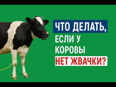 Видео: Что делать если у коровы пропала жвачка и насколько это опасно для здоровья коровы