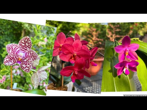 Видео: Цветение фаленопсисов. Лето 2022.Phalaenopsis orchids in bloom!