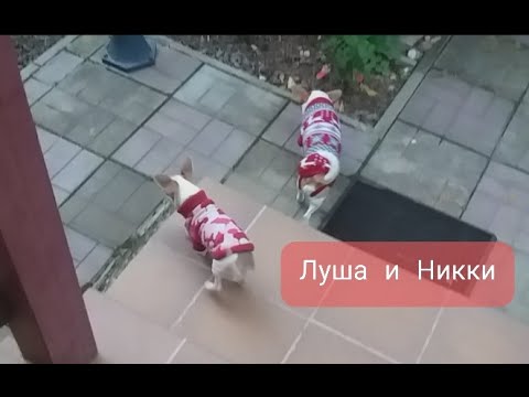 Видео: ЛушеНики.  Никки 6 месяцев! Чишкины истории: Как Луша на меня обиделась.
