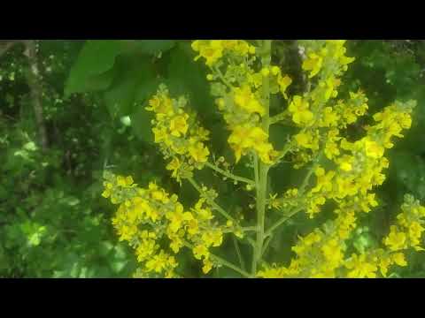 Видео: ЗДРАВСТВУЙ,ЛЕТО!НА ДАЧЕ.