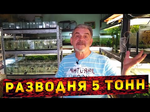 Видео: Аквариумная разводня объемом 5 тонн в 9 кв. метрах!