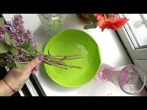 Видео: КАК ПРОДЛИТЬ ЖИЗНЬ БУКЕТУ СИРЕНИ. Делюсь лайфхаками.