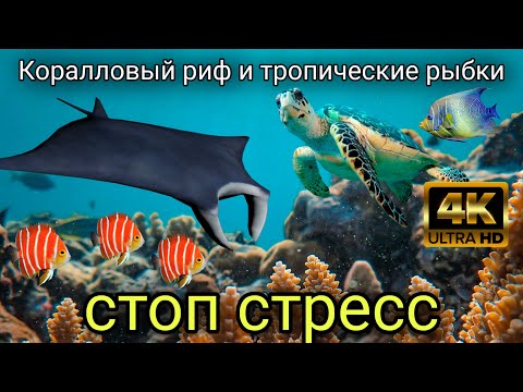 Видео: 🎥 9 ЧАСОВ 4K — Коралловый риф и цветные рыбки  Глубокая релаксация, снятие стресса и медитация