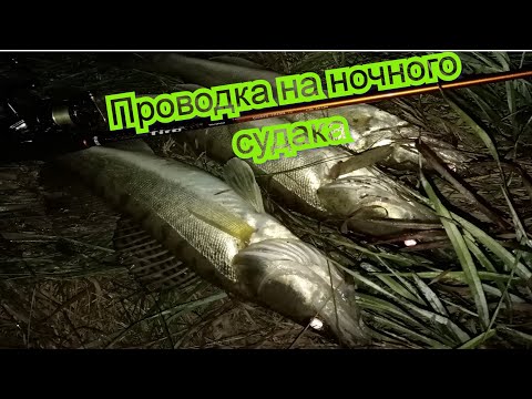 Видео: УЛОВИСТАЯ джиговая и проводка воблеров для ловли ночного судака