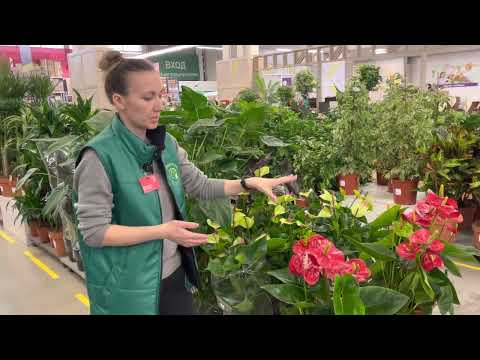 Видео: Обзор невероятно красивых комнатных цветов и растений из новой поставки!