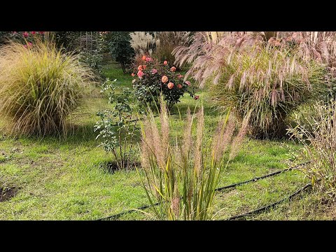 Видео: Куничники та просо, огляд сортів.