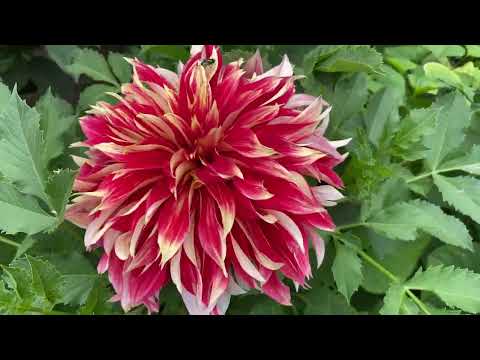 Видео: Золотые георгины.