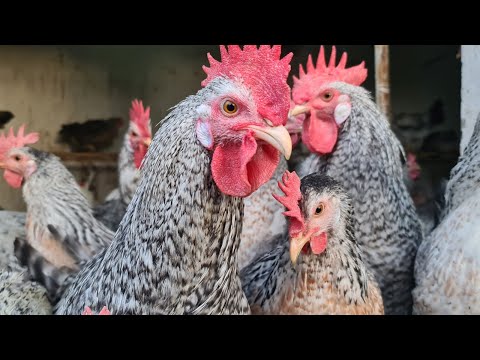 Видео: Збалансований корм для курей, який він, і що в ньому повино бути?