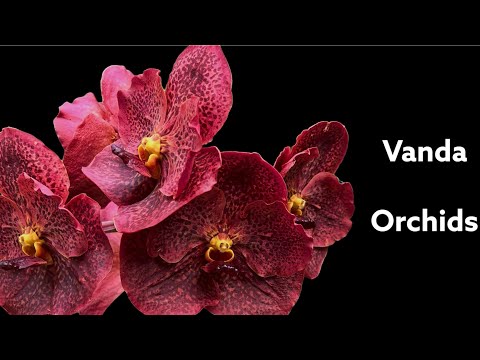 Видео: ЦВЕТЕНИЕ вандовых! Лето 2022.Vanda orchids in bloom!Summer 2022.