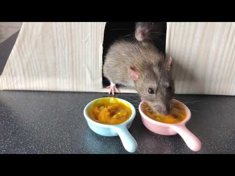 Видео: Вкусный завтрак для крыс 🐀