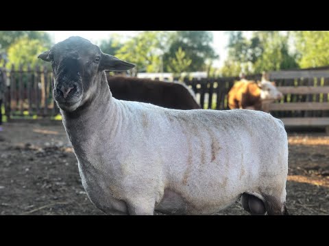 Видео: Первая стрижка овец 🐑 🐏