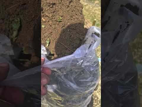 Видео: таҷрибаи пайванди чормағз.(3)