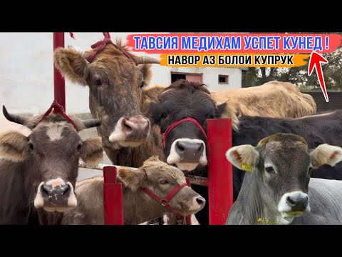 Видео: Тавсия медиҳам фақат успет кунед навор аз болои купрук 29 октября 2025 г.