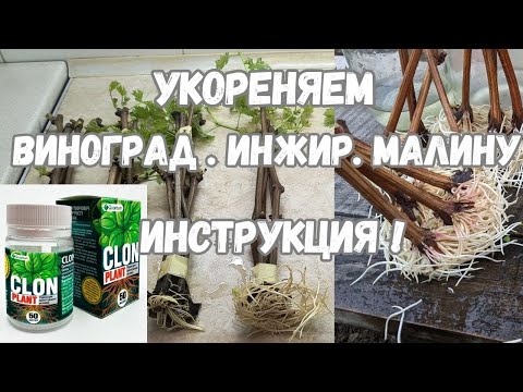 Видео: Укореняем "Виноград, Инжир, Малину"    Инструкция !