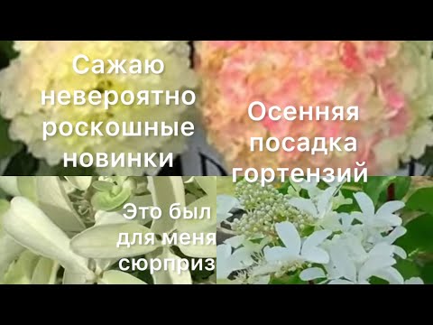 Видео: САЖАЮ НОВЫЕ СОРТА ГОРТЕНЗИЙ. Они появились у меня ЧУДОМ!❤️🙏🏻