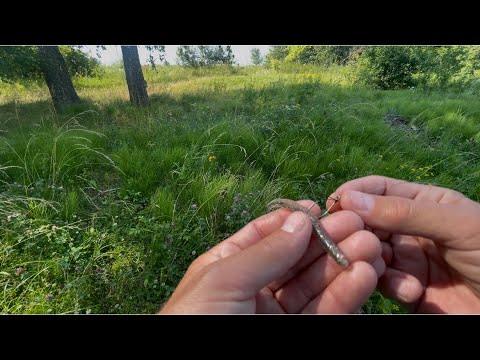 Видео: WACKY- РЕДКИЙ СПОСОБ ЛОВЛИ😉