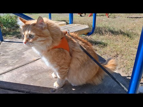 Видео: 13 сентября 2025 г. Томас и Сёма во дворе 🐈🐈‍⬛☀️