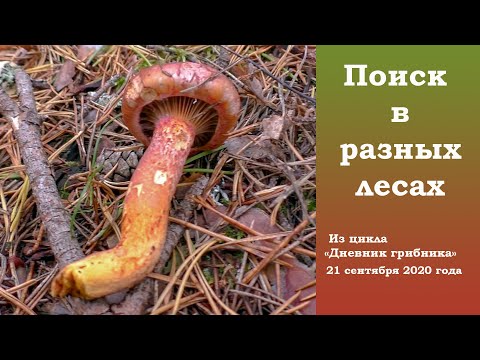 Видео: Поиск в разных лесах. Дневник грибника 21 сентября 2020 года.