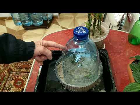 Видео: Черенкование роз в песке.Эксперимент.