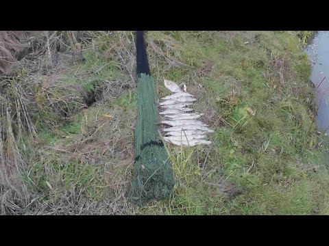 Видео: кастинговая сеть испанка ф4.8 первые испытания на воде.