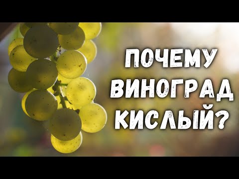 Видео: Почему виноград кислый или плохо набрал сахар?