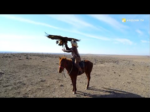 Видео: Алмас Сейтжан. Охотник с беркутом