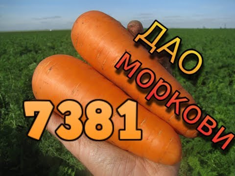 Видео: Морковь 7381 (Seminis). Главные секреты успешного выращивания. Как вырастить морковь на хранение