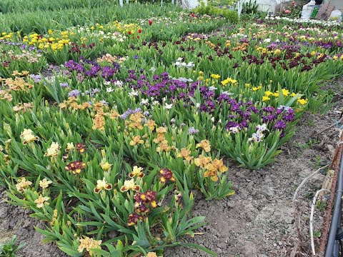 Видео: Велика колекція карликових ірисів.