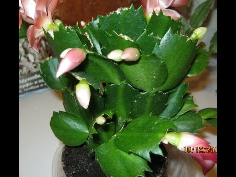 Видео: Размножение декабристов черенками.