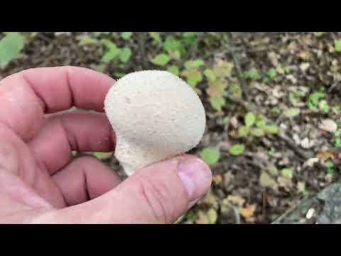 Видео: Нашел Гриб 🍄‍🟫 с размером ведра 🪣 грибные приключения продолжаются… #грибы #топ #тренды 