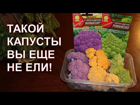 Видео: Такой капусты вы еще не ели!